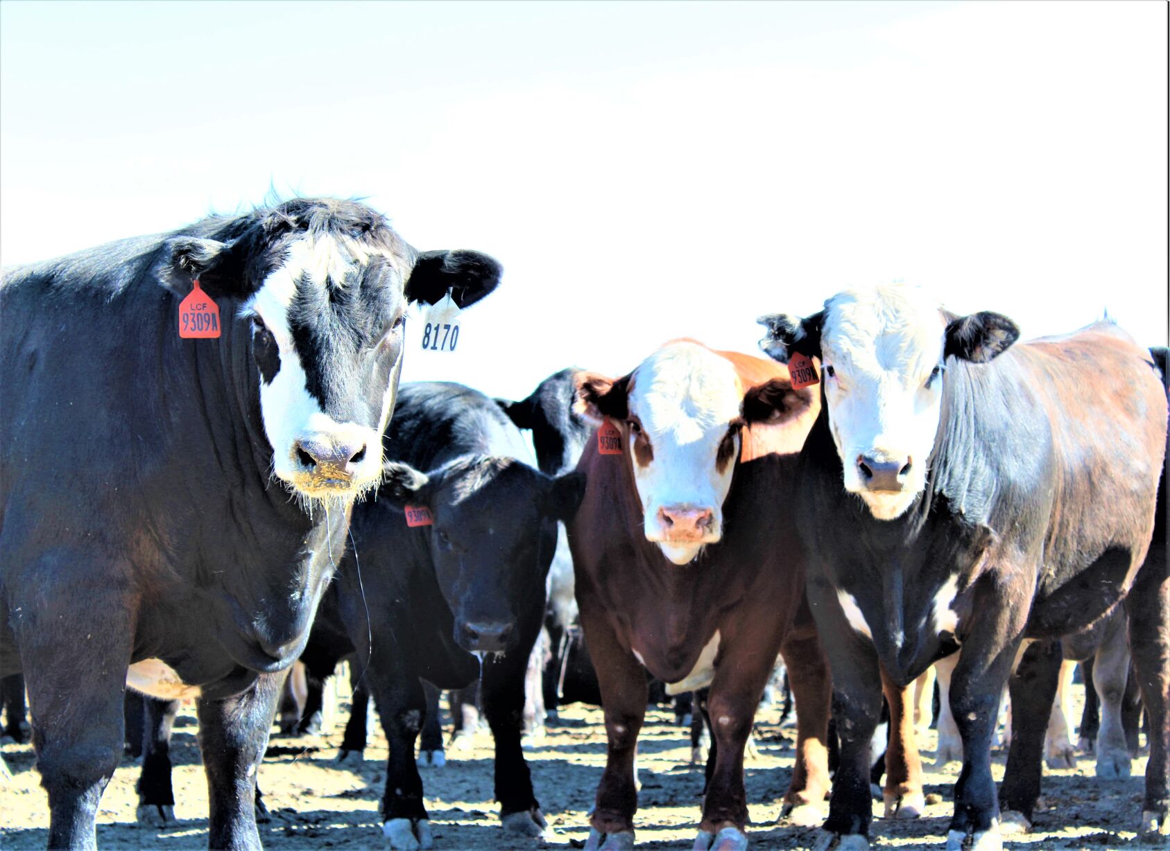 FL Steers 5.13